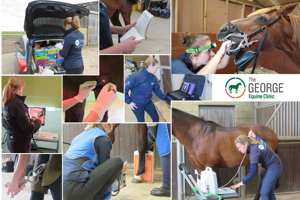 Complete equine care